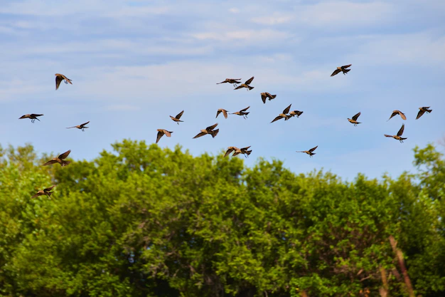 flock-tiny-birds-by-forest